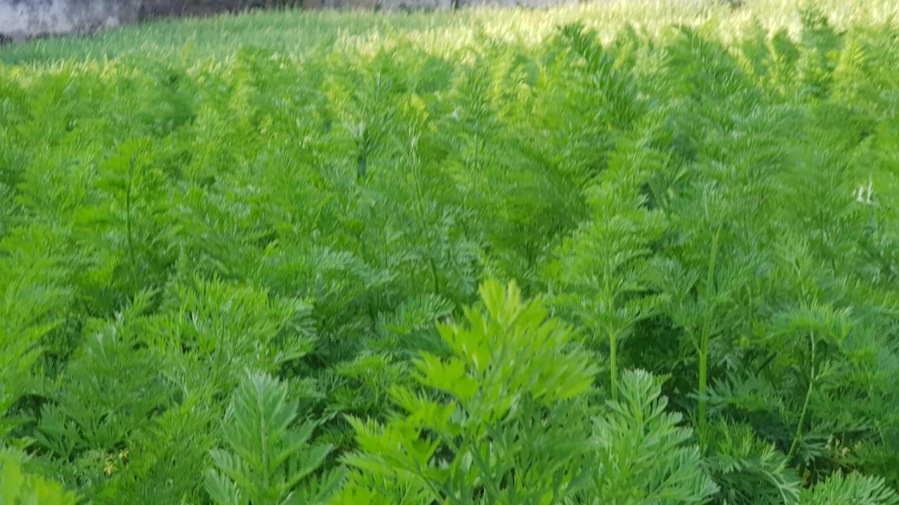 Chandrasobana Nuwara Eliya Eksteriør billede